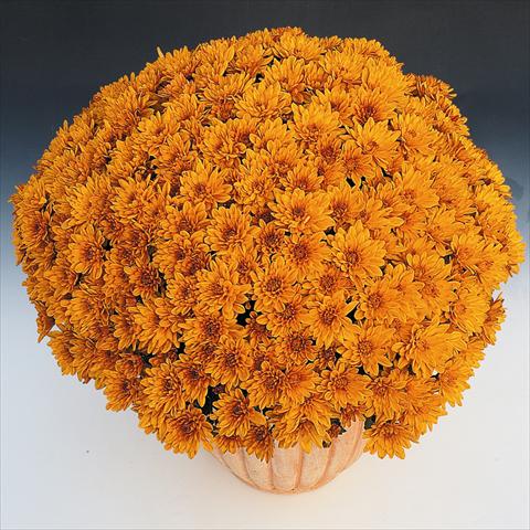 Photo de variété de fleurs à utiliser comme: Pot et Plante à massif Chrysanthemum Soda Cognac