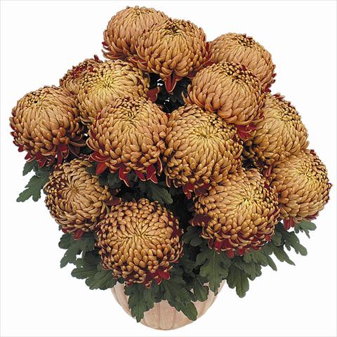 Photo de variété de fleurs à utiliser comme: Pot Chrysanthemum Torpedo Cuivre