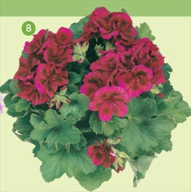 Photo de variété de fleurs à utiliser comme: Suspension / pot Pelargonium grandiflorum Frontwind Austro