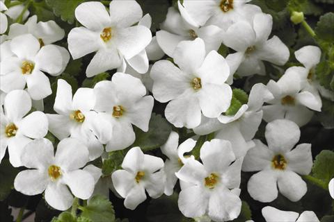 Photo de variété de fleurs à utiliser comme: Plante à massif, pot ou Suspension Bacopa (Sutera cordata) Jumbo White