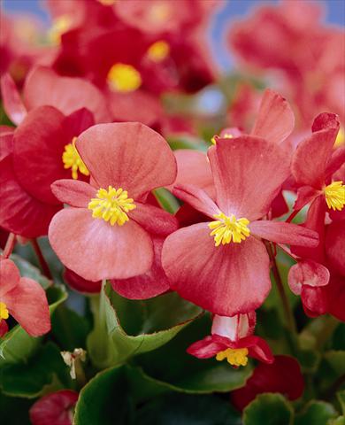 Photo de variété de fleurs à utiliser comme: Plante à massif/ plante de bordure Begonia semperflorens Ascot