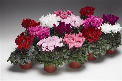 Photo de variété de fleurs à utiliser comme: Suspension / pot Cyclamen persicum  Zanetto F1