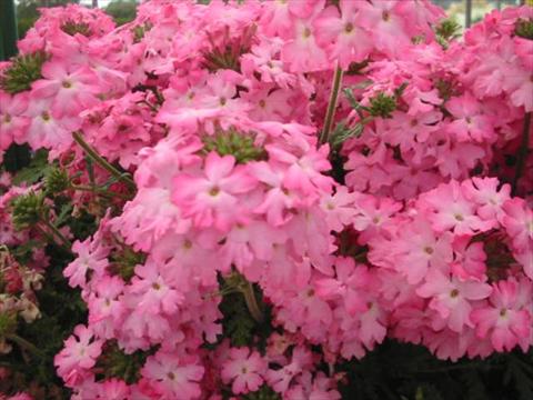 Photo de variété de fleurs à utiliser comme: Pot, Plante à massif, patio, Suspension Verbena Magelana Pink Swirl