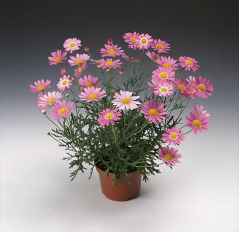 Photo de variété de fleurs à utiliser comme: Pot et Plante à massif Argyranthemum frutescens Molimba® Maggy Rose single