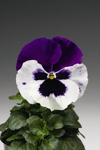 Photo de variété de fleurs à utiliser comme: Plante à massif/ plante de bordure Viola wittrockiana Colossus F1 White with Purple Wing