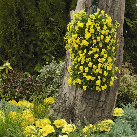 Photo de variété de fleurs à utiliser comme: Suspension / pot Viola cornuta Endurio F1 Pure Yellow
