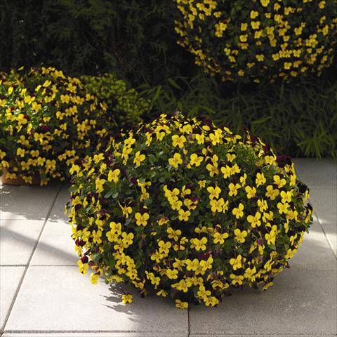 Photo de variété de fleurs à utiliser comme: Suspension / pot Viola cornuta Endurio F1 Yellow With Red Wing