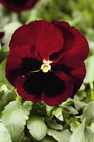 Photo de variété de fleurs à utiliser comme: Plante à massif/ plante de bordure Viola wittrockiana Colossus F1 Red with Blotch