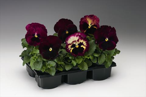 Photo de variété de fleurs à utiliser comme: Plante à massif/ plante de bordure Viola wittrockiana Colossus F1 Rose Medley