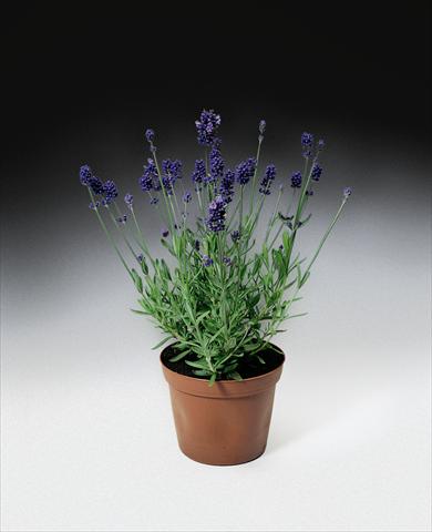 Photo de variété de fleurs à utiliser comme: Plante à massif/ plante de bordure Lavandula angustifolia Blue Scent TM