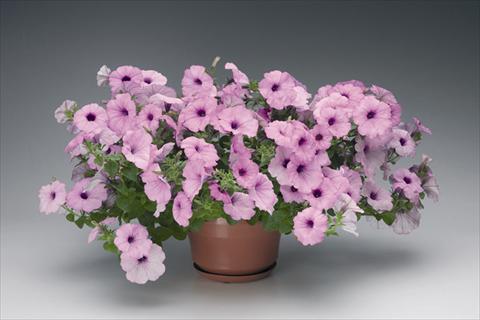 Photo de variété de fleurs à utiliser comme: Suspension / pot Petunia grandiflora Plush