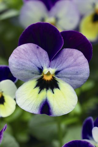 Photo de variété de fleurs à utiliser comme: Suspension / pot Viola cornuta Endurio F1 Blue Yellow With Purple Wing