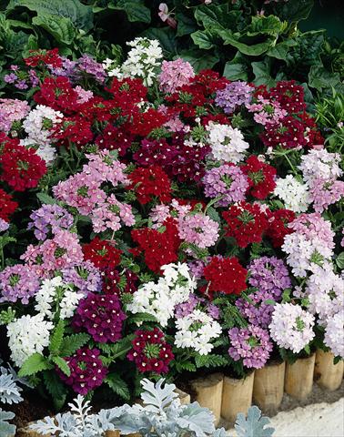 Photo de variété de fleurs à utiliser comme: Plante à massif, pot ou Suspension Verbena Obsession® Mix