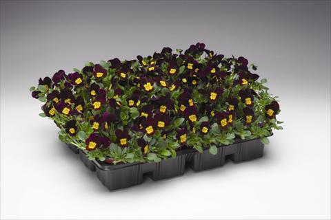 Photo de variété de fleurs à utiliser comme: Suspension / pot Viola cornuta Endurio F1 Red With Yellow Face