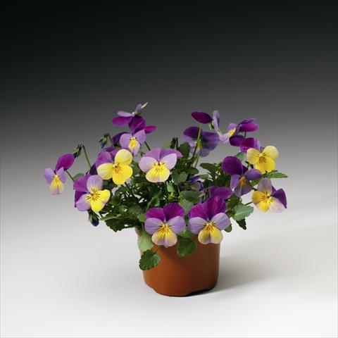 Photo de variété de fleurs à utiliser comme: Suspension / pot Viola cornuta Endurio F1 Yellow With Violet Wing