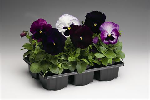 Photo de variété de fleurs à utiliser comme: Plante à massif/ plante de bordure Viola wittrockiana Colossus F1 Lavender Medley
