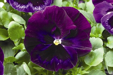 Photo de variété de fleurs à utiliser comme: Plante à massif/ plante de bordure Viola wittrockiana Colossus F1 Neon Violet