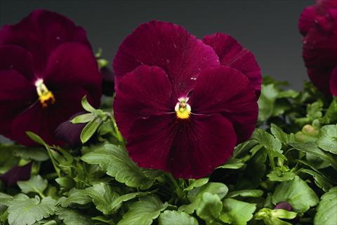 Photo de variété de fleurs à utiliser comme: Plante à massif/ plante de bordure Viola wittrockiana Colossus F1 Pure Rose