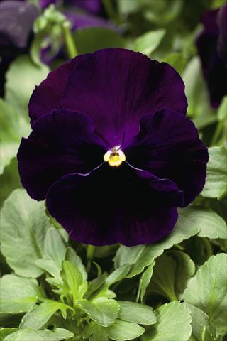 Photo de variété de fleurs à utiliser comme: Plante à massif/ plante de bordure Viola wittrockiana Colossus F1 Purple with Blotch