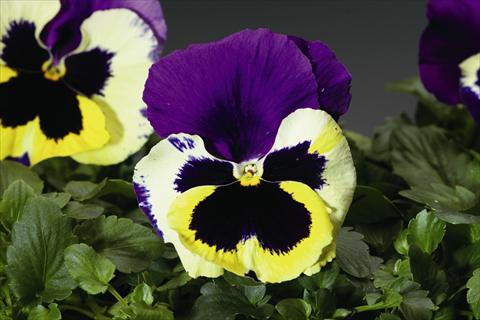 Photo de variété de fleurs à utiliser comme: Plante à massif/ plante de bordure Viola wittrockiana Colossus F1 Tricolor