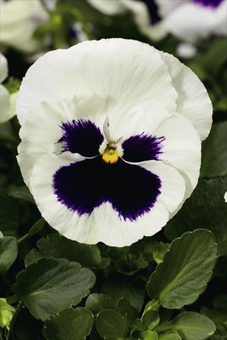 Photo de variété de fleurs à utiliser comme: Plante à massif/ plante de bordure Viola wittrockiana Colossus F1 White with Blotch