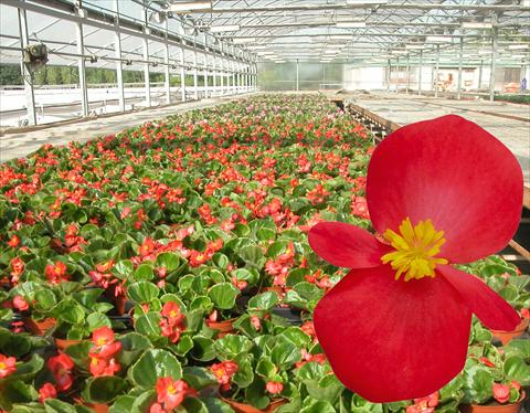 Photo de variété de fleurs à utiliser comme: Pot, Plante à massif, patio Begonia semperflorens Emperor Red