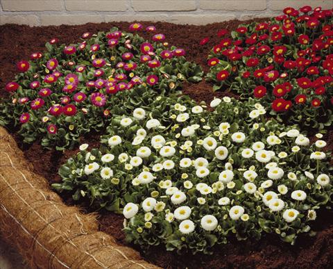 Photo de variété de fleurs à utiliser comme: Pot, Plante à massif, patio Bellis perennis Galaxy