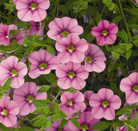 Photo de variété de fleurs à utiliser comme: Suspension / pot Calibrachoa Carillon Lilac Pink