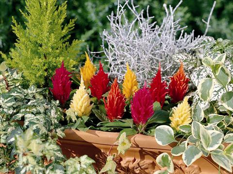 Photo de variété de fleurs à utiliser comme: Pot, Plante à massif, patio Celosia plumosa Yukata Mix