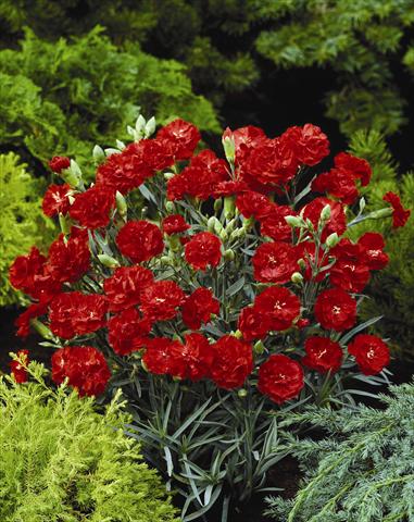 Photo de variété de fleurs à utiliser comme: Plante à massif/ plante de bordure Dianthus caryophyllus Can Can Scarlet