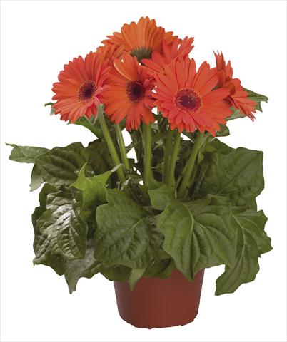 Photo de variété de fleurs à utiliser comme: Fleur coupée Gerbera jamesonii Festival Orange F1