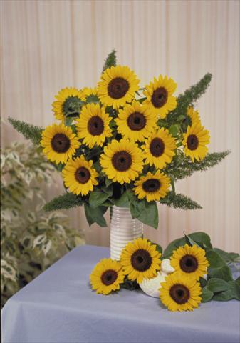 Photo de variété de fleurs à utiliser comme: Fleur coupée Helianthus annuus Sunbright Supreme