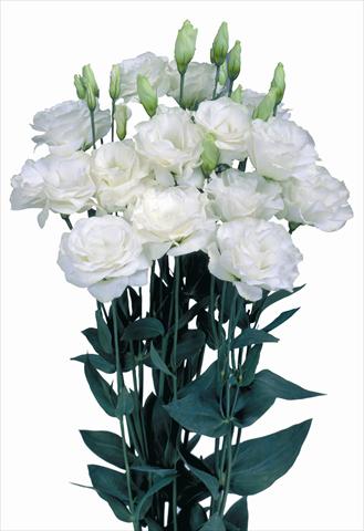 Photo de variété de fleurs à utiliser comme: Fleur coupée Lisianthus (Eustoma grandiflorum) Mariachi® Pure White
