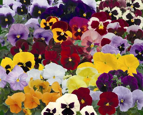 Photo de variété de fleurs à utiliser comme: Pot et Plante à massif Viola wittrockiana Dynamite Mix