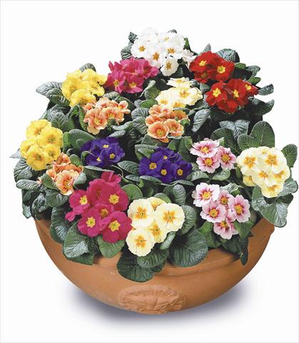 Photo de variété de fleurs à utiliser comme: Plante à massif/ plante de bordure Primula acaulis, veris, vulgaris Daniella Mix