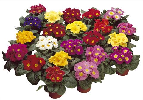 Photo de variété de fleurs à utiliser comme: Pot et Plante à massif Primula acaulis, veris, vulgaris Danova Mix