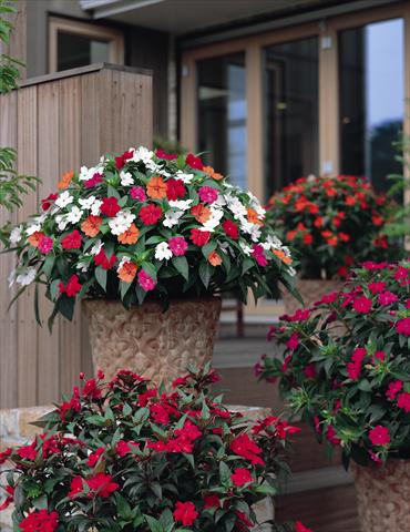 Photo de variété de fleurs à utiliser comme: Plante à massif/ plante de bordure Impatiens N. Guinea SunPatiens® series