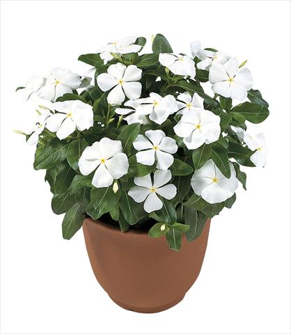 Photo de variété de fleurs à utiliser comme: Pot, Plante à massif, patio Catharanthus roseus - Vinca Victory Pure White