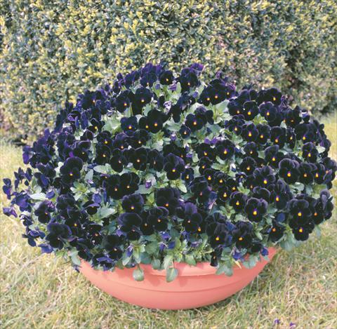 Photo de variété de fleurs à utiliser comme: Plante à massif/ plante de bordure Viola cornuta Venus Black