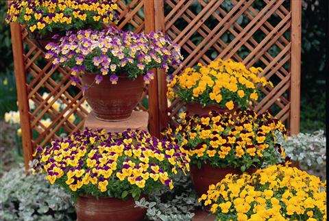 Photo de variété de fleurs à utiliser comme: Plante à massif, pot ou Suspension Viola cornuta Rebelina series