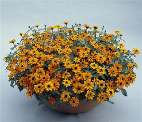 Photo de variété de fleurs à utiliser comme: Pot, Plante à massif, patio Zinnia hybrida Profusion Orange