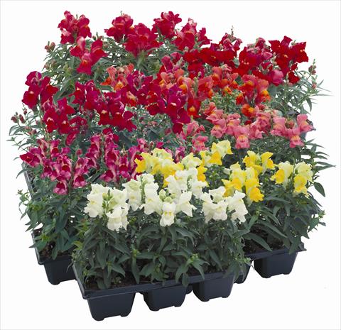 Photo de variété de fleurs à utiliser comme: Plante à massif/ plante de bordure Antirrhinum majus Floral Showers Mix