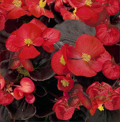 Photo de variété de fleurs à utiliser comme: Pot et Plante à massif Begonia semperflorens Senator Scarlet