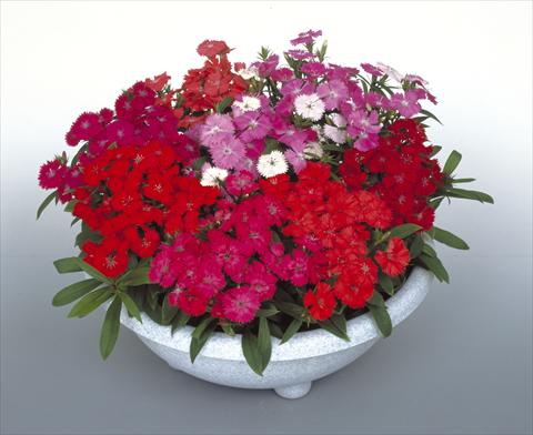 Photo de variété de fleurs à utiliser comme: Pot, Plante à massif, patio Dianthus Diamond Mix