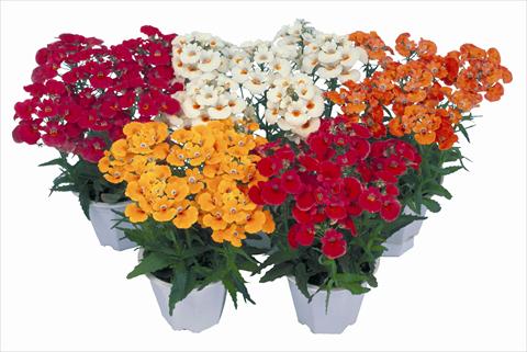 Photo de variété de fleurs à utiliser comme: Plante à massif/ plante de bordure Nemesia strumosa Nebula Mix
