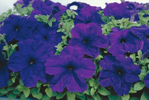 Photo de variété de fleurs à utiliser comme: Plante à massif/ plante de bordure Petunia grandiflora Eagle Blue