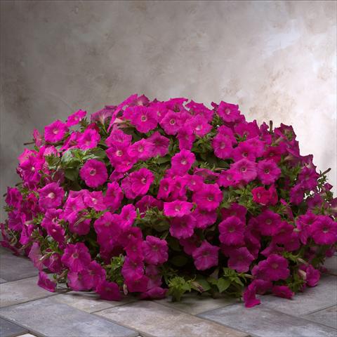 Photo de variété de fleurs à utiliser comme: Plante à massif/ plante de bordure Petunia x hybrida Explorer Rose Pink