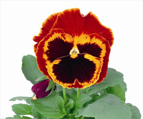 Photo de variété de fleurs à utiliser comme: Pot et Plante à massif Viola wittrockiana Power Fire