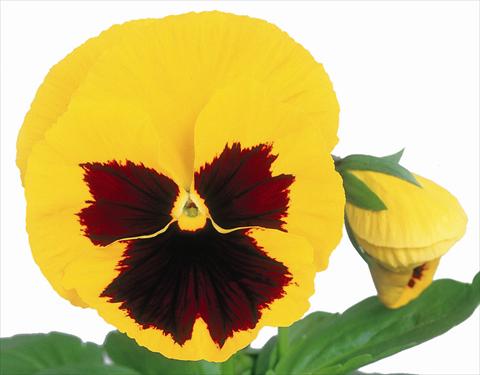 Photo de variété de fleurs à utiliser comme: Pot et Plante à massif Viola wittrockiana Power Yellow w/Blotch Improved