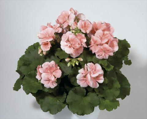 Photo de variété de fleurs à utiliser comme: Plante à massif/ plante de bordure Pelargonium zonale Sunrise® Palazzo